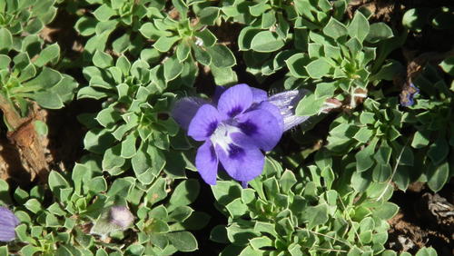 Carpet flower (Aptosimum procumbens)
