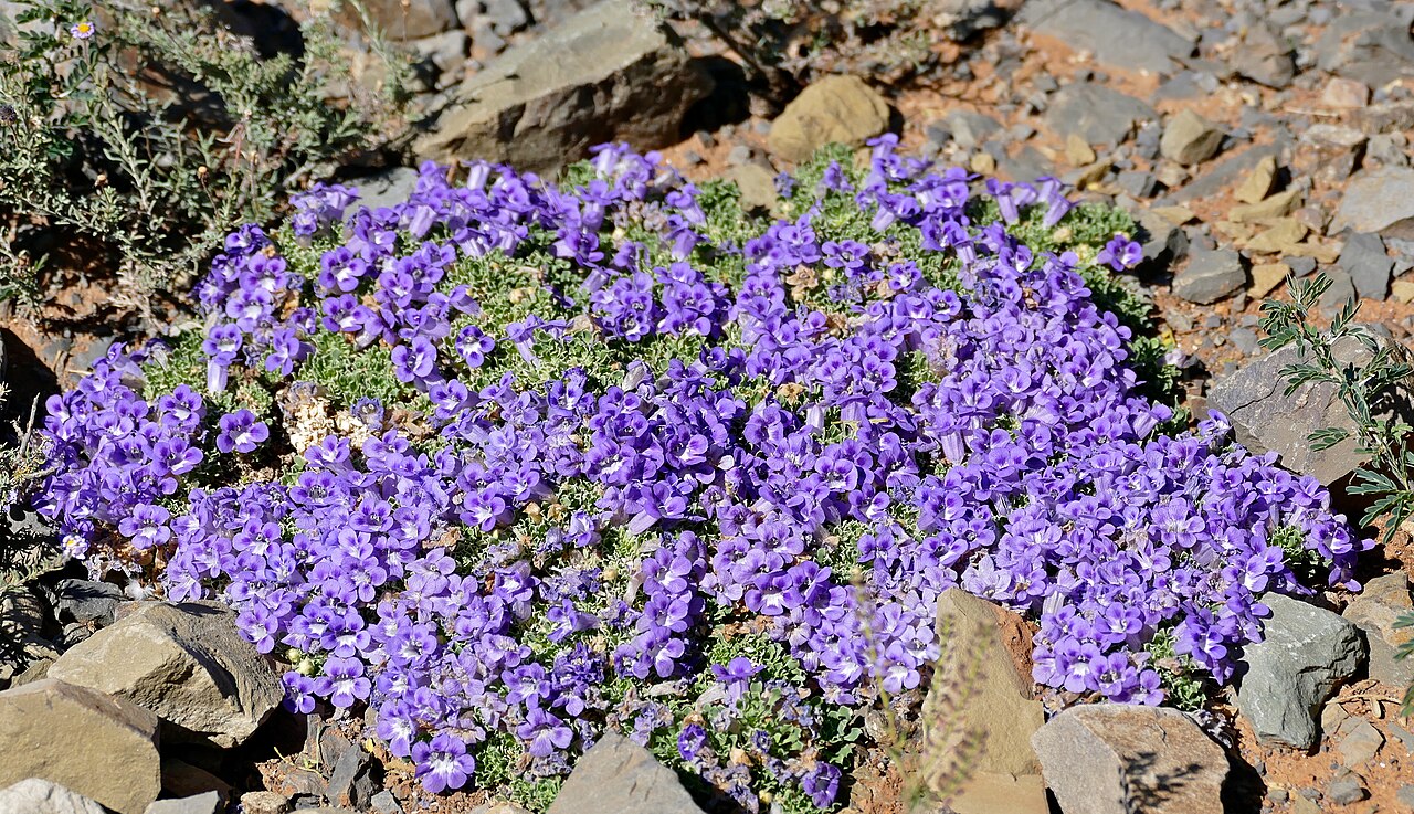 Carpet flower: Klipspringer Pass, Potlekkertjie Loop, Karoo NP, Western Cape, SOUTH AFRICA