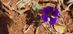 Carpet flower (Aptosimum procumbens)