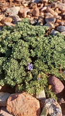 Carpet flower (Aptosimum procumbens)