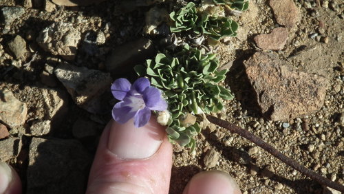 Carpet flower (Aptosimum procumbens)