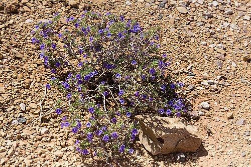 Aptosimum spinescens: Aptosimum spinescens-0269