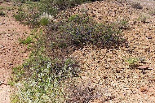 Aptosimum spinescens: Chascanum garipense & Aptosimum spinescen-0271