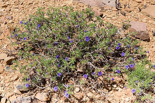 Aptosimum spinescens: Aptosimum spinescens-0273