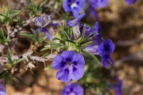 Aptosimum spinescens: Aptosimum spinescens-0269