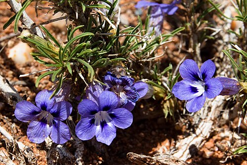 Aptosimum spinescens: Aptosimum spinescens -0026
