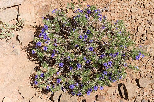 Aptosimum spinescens: Aptosimum spinescens-0289