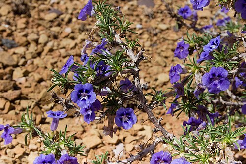 Aptosimum spinescens: Aptosimum spinescens-0269