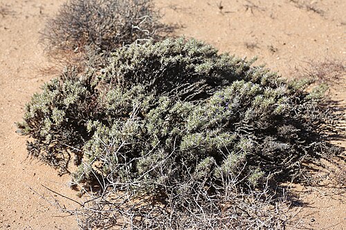 Aptosimum spinescens: Farm in the vicinity of Springbok, Namaqualand, Northern Cape, South Africa