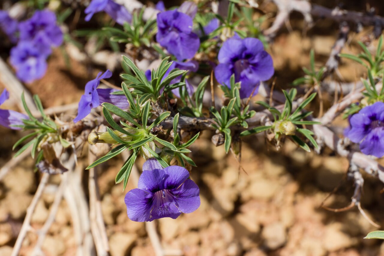 Aptosimum spinescens: Aptosimum spinescens-0269