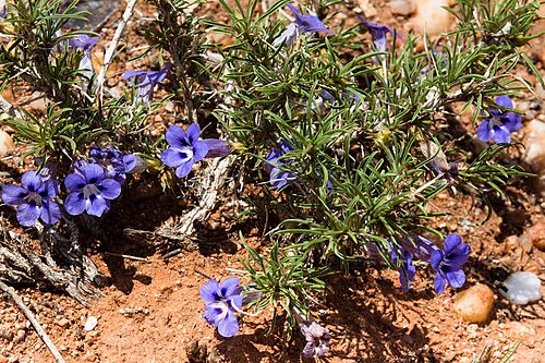 Aptosimum spinescens: Aptosimum spinescens -0027