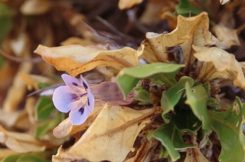 Aptosimum tragacanthoides (Aptosimum tragacanthoides)