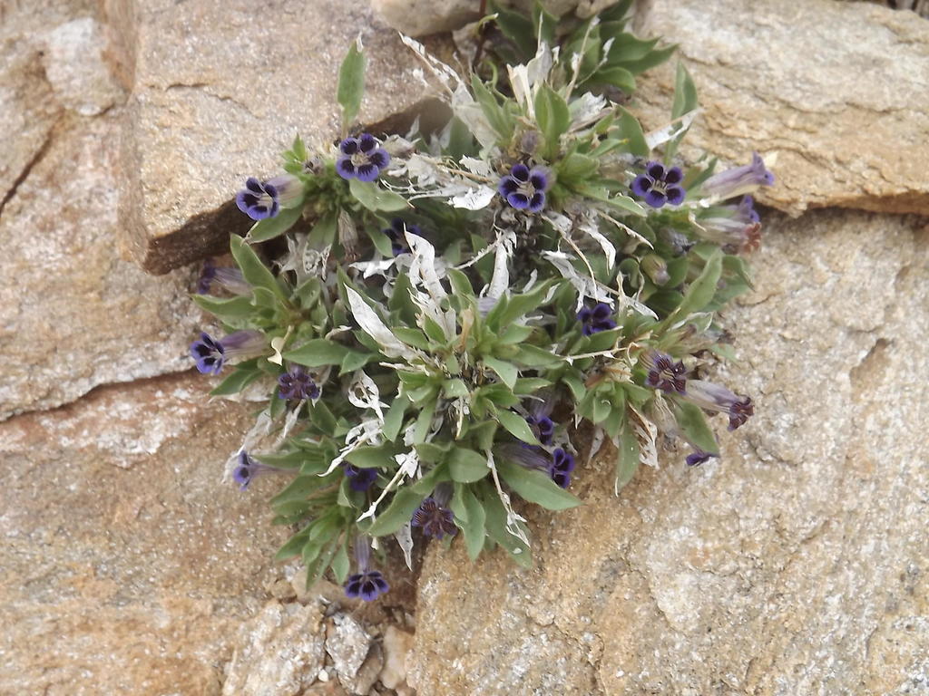 Aptosimum tragacanthoides (Aptosimum tragacanthoides)