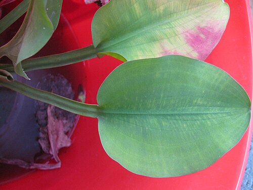 Creeping burhead: Echinodorus cordifolius (Creeping burhead) (syn. Aquarius cordifolius ) leaves (in bucket) at Hanalei NWR, Kauai, Hawaii. March 18, 2013 #130318-1778 Image Use