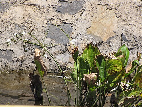 Creeping burhead: Echinodorus cordifolius (Creeping burhead) Habit in canal at Kihei, Maui, Hawaii. August 17, 2009 #090817-4443 Image Use Policy