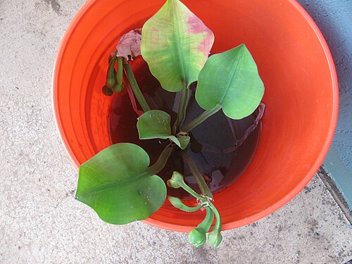 Creeping burhead: Echinodorus cordifolius (Creeping burhead) (syn. Aquarius cordifolius ) in bucket at Hanalei NWR, Kauai, Hawaii. March 18, 2013 #130318-1776 Image Use Policy
