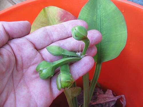 Creeping burhead: Echinodorus cordifolius (Creeping burhead) (syn. Aquarius cordifolius ) inflorescences and leaves (in bucket) at Hanalei, Kauai, Hawaii. March 18, 2013 #130318-