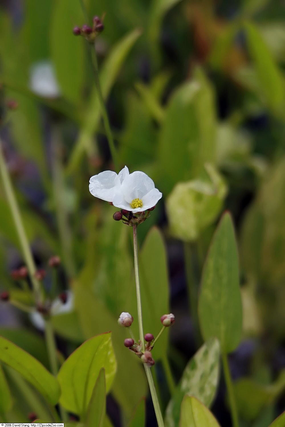 Creeping burhead: Location taken: Lilypons Water Gardens, Adamstown Maryland, USA. Names: Echinodorus cordifolius 'Marble Queen' , Marble Quee Classification: Plantae > Angiosper