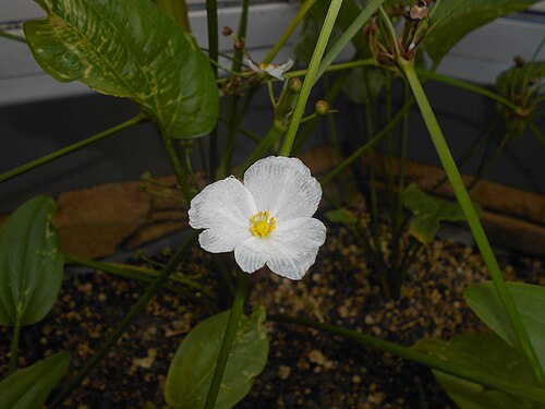 Creeping burhead: Żabienica sercolistna ( Echinodorus cordifolius ), Botanischer Garten Berlin.