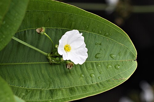 Creeping burhead: Echinodorus cordifolius (L.) Griseb. FAMILY ALISMATACEAE
