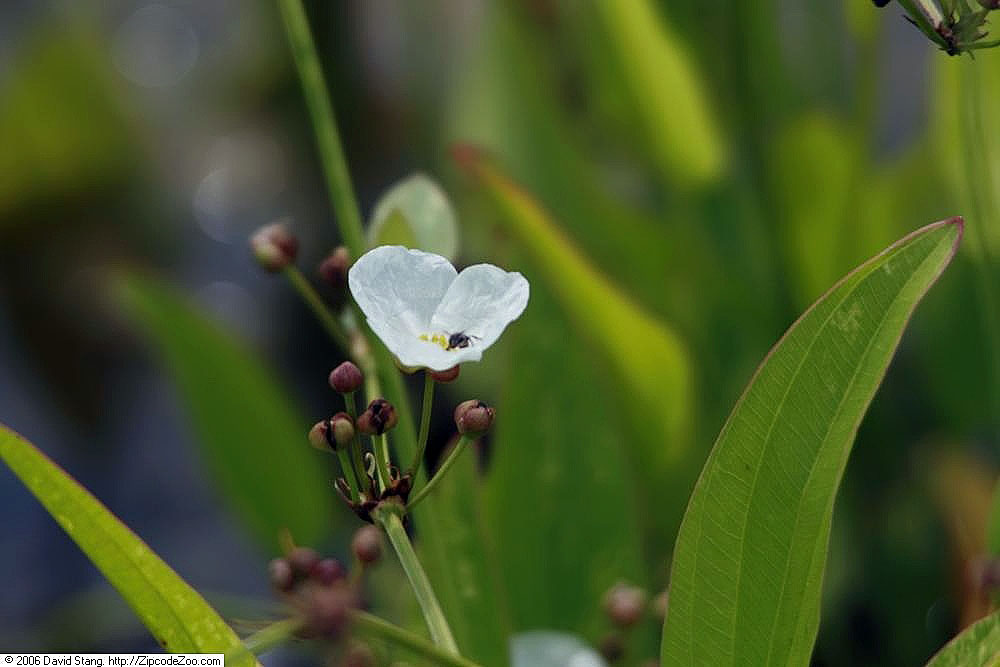 Creeping burhead: Location taken: Lilypons Water Gardens, Adamstown Maryland, USA. Names: Echinodorus cordifolius 'Marble Queen' , Marble Quee Classification: Plantae > Angiosper