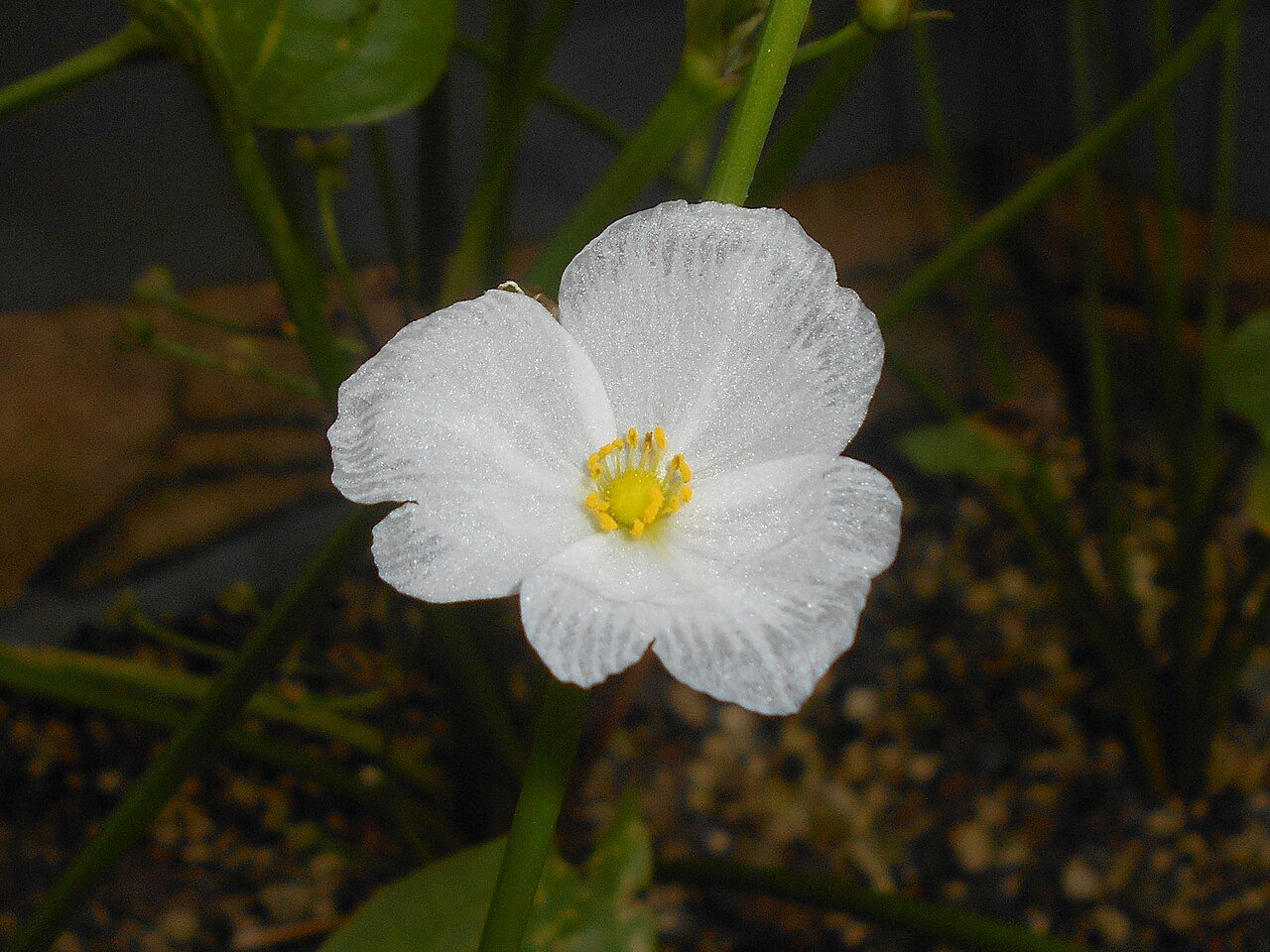 Creeping burhead: Żabienica sercolistna ( Echinodorus cordifolius ), Botanischer Garten Berlin.