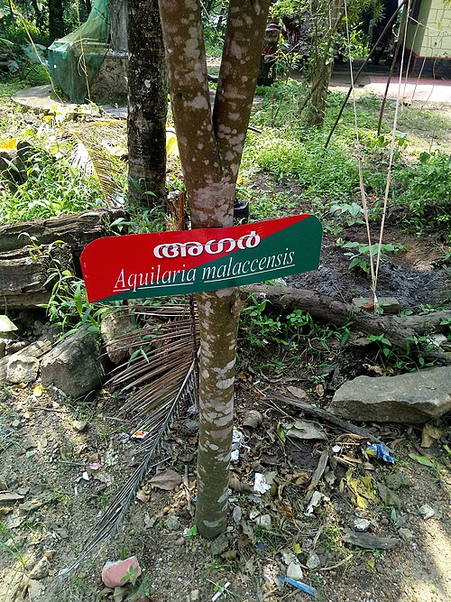Agarwood: Thymelaeaceae-Agar wood;Tree,flowers green or dirty yellow.