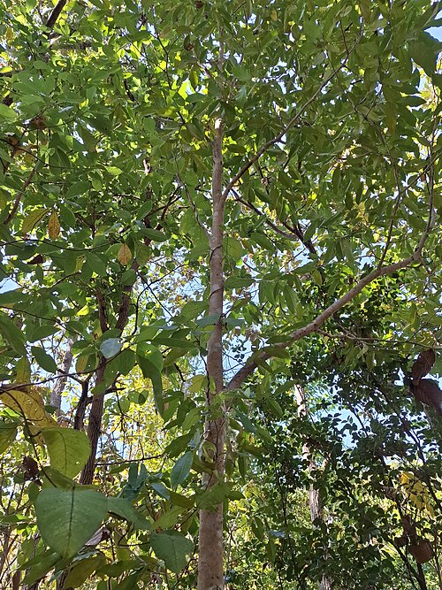 Agarwood: Aquilaria malaccensis