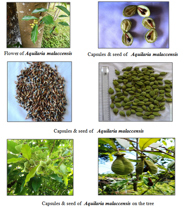 Agarwood: Flowers, capsules and seed of Aquilaria malaccensis