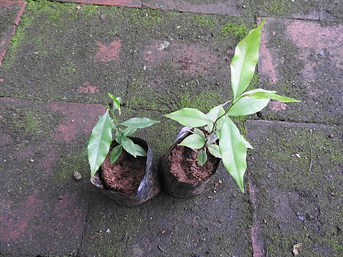 Agarwood: Thymelaeaceae-Agar wood;Tree,flowers green or dirty yellow.