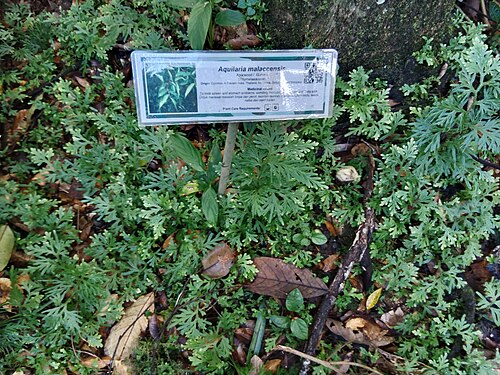 Agarwood: Untuk merawat masalah limpa dan perut,muntah-muntah,menghilangkan sedu,sesak nafas dan sakit badan.