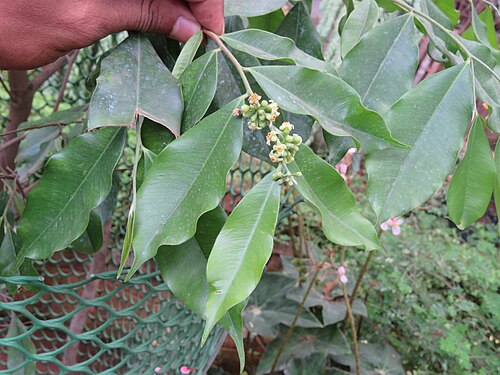 Agarwood: Photos by Vinayaraj