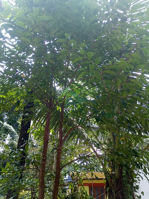 Agarwood: Thymelaeaceae-Agar wood;Tree,flowers green or dirty yellow.