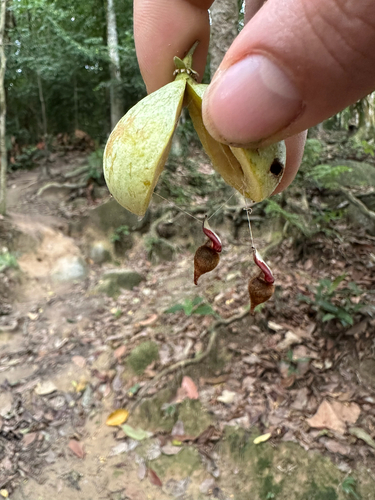Agarwood (Aquilaria malaccensis)