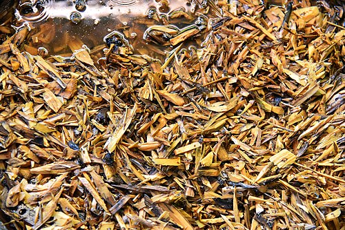 Agarwood: Scene of soaking small pieces of Sanchi tree (Aquilaria_malaccensis) in water for oil extraction