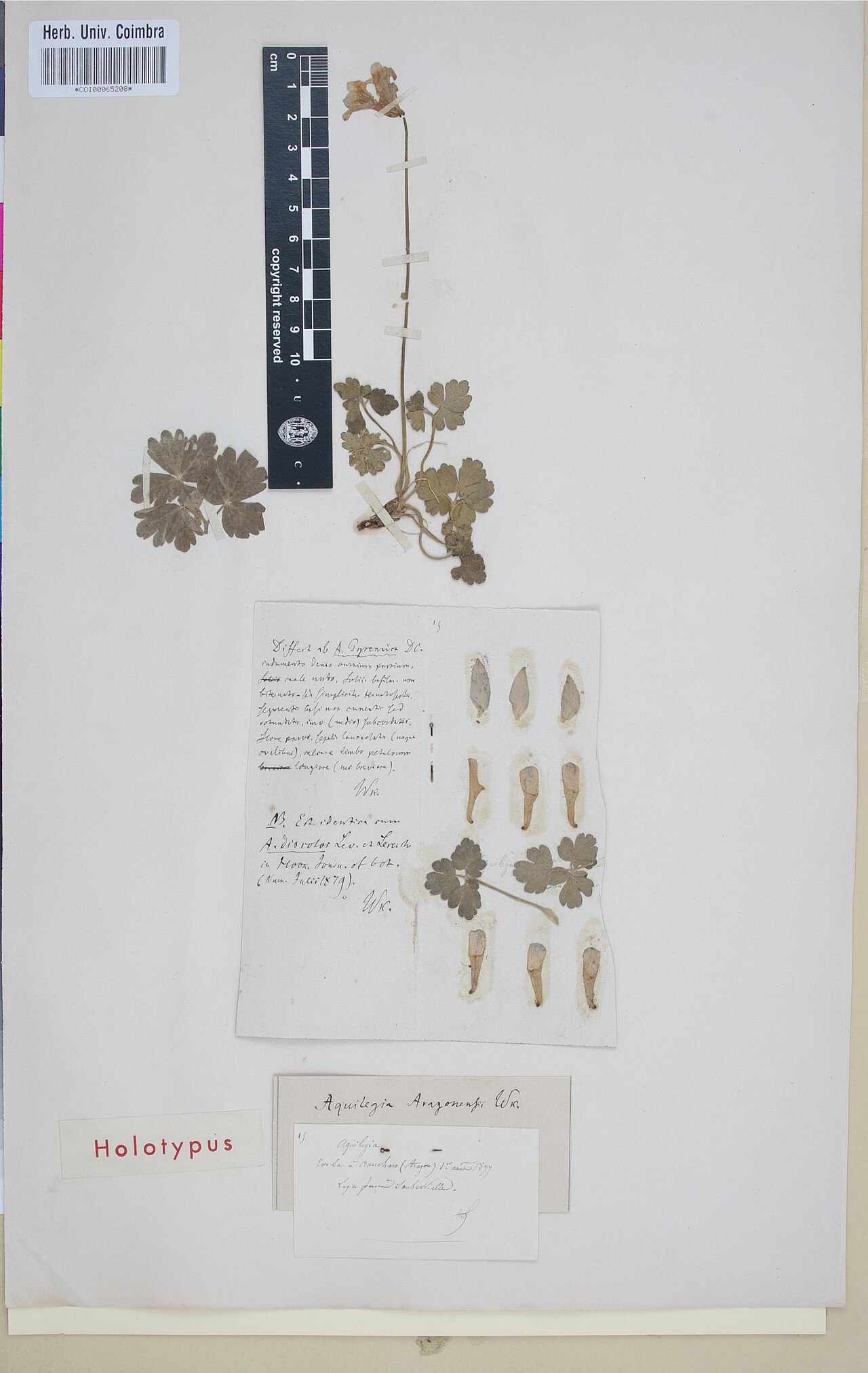 Aquilegia aragonensis: Photograph of Holotype of Aquilegia aragonensis at Herbarium of the University of Coimbra, Portugal (COI). Specimen COI00065208. http://coicatalogue.uc.pt/speci