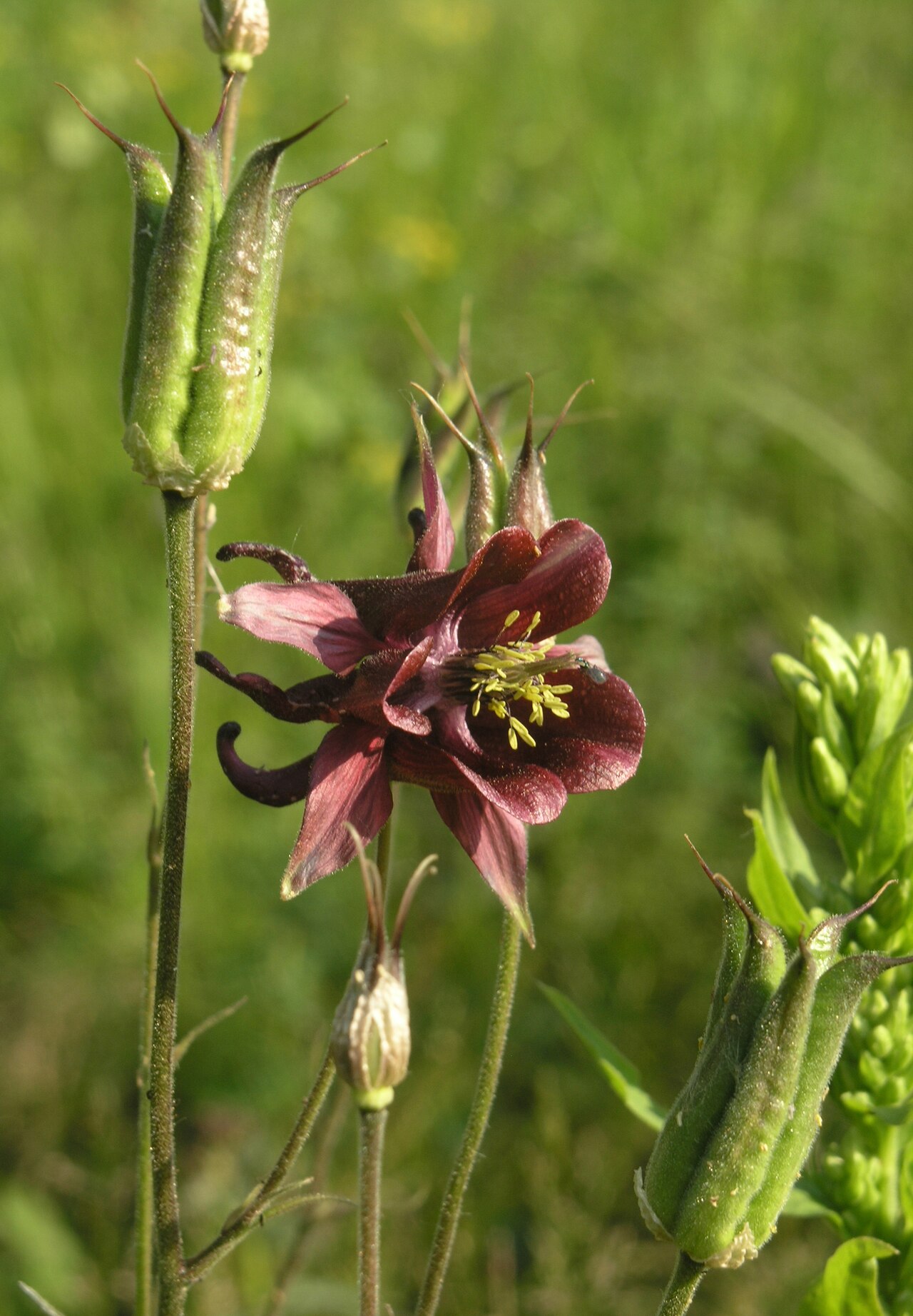 Aquilegia atrovinosa: Aquilegia atrovinosa, Kazakhstan, Almaty SE environs, 2 km SE of the observatory, a forested ridge, 2009-07-07 (iNaturalist).