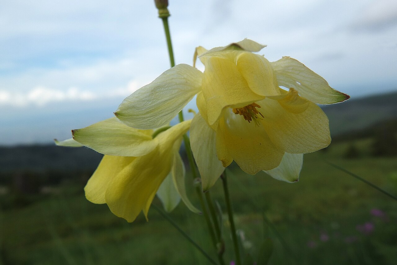 Aquilegia aurea: This is a photo of a natural heritage site in Bulgaria, id:
