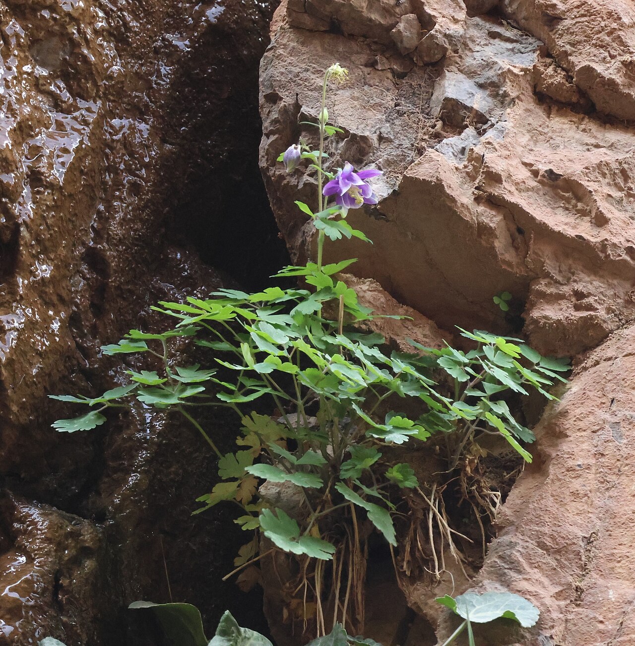 Aquilegia ballii: Aquilegia ballii, Ighil N'Oumgoun, Maroc, 2025-06-26 (iNaturalist).