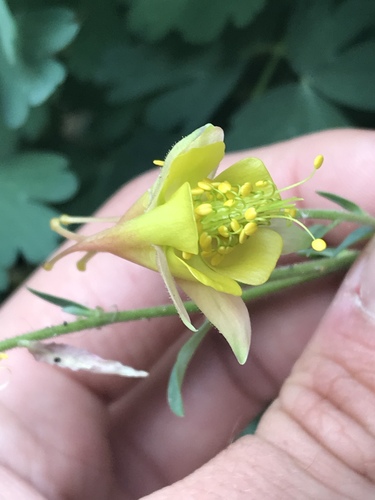 Oil shale columbine (Aquilegia barnebyi)