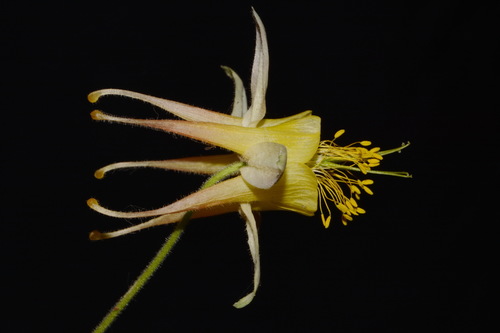 Oil shale columbine (Aquilegia barnebyi)