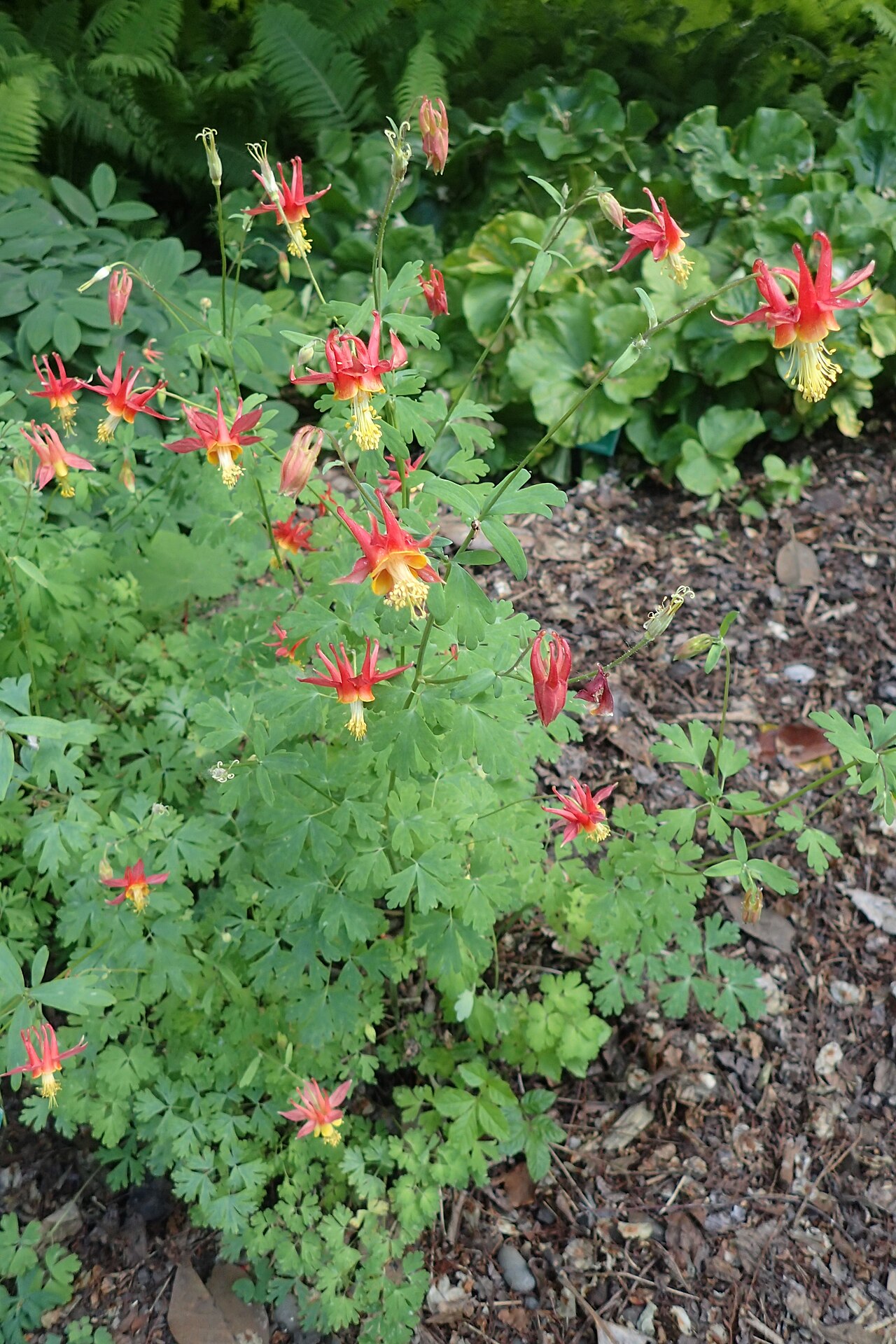 Oil shale columbine: Aquilegia barnebyi in Christchurch Botanic Gardens