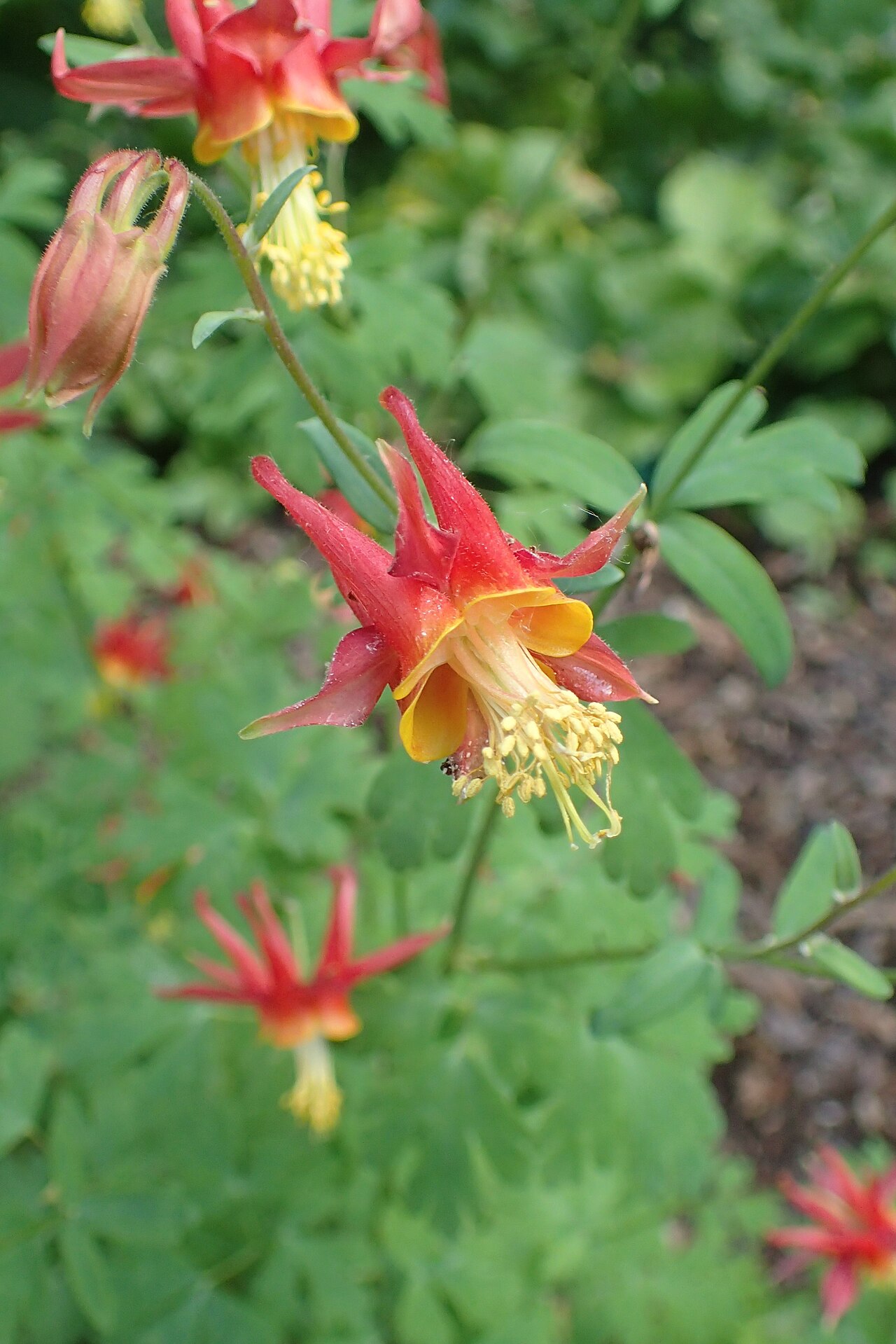Oil shale columbine: Aquilegia barnebyi in Christchurch Botanic Gardens