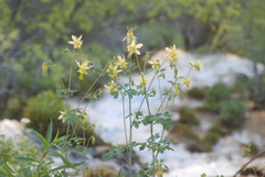 Oil shale columbine (Aquilegia barnebyi)