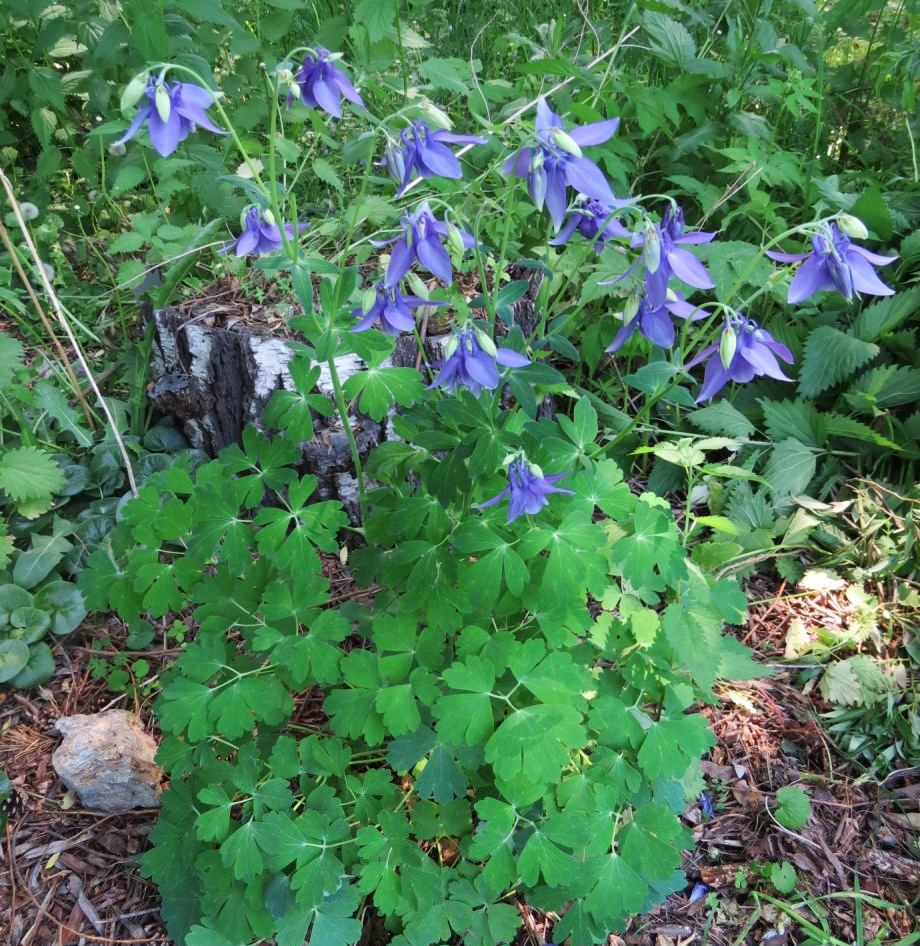 Aquilegia barykinae: Водосбор Барыкиной (Aquilegia barykinae), общий вид
