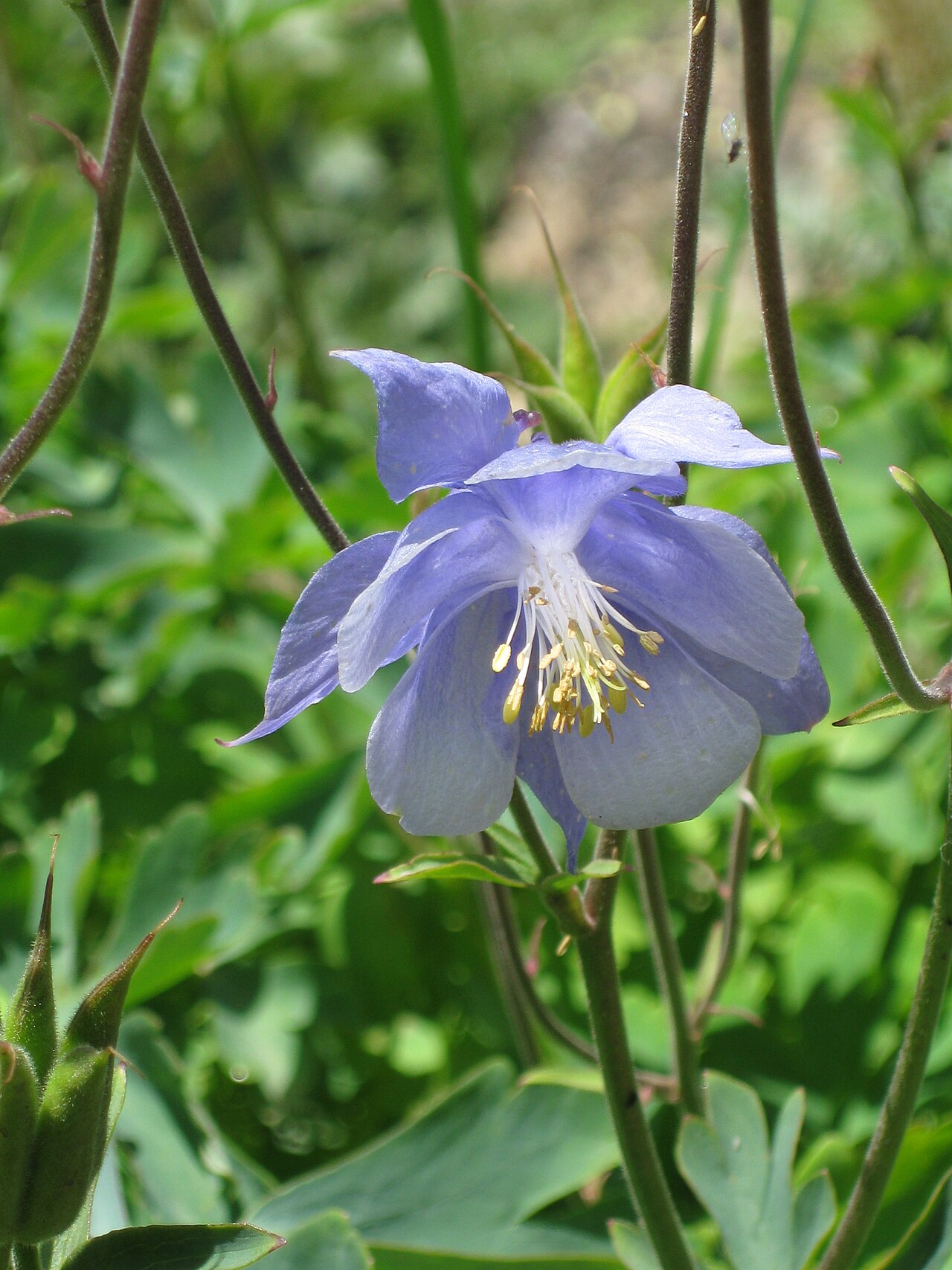 Aquilegia bernardi: Aquilegia bernardii in the Jardin Botanique Alpin du Lautaret