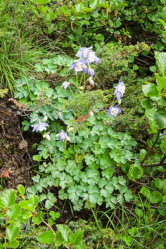 Aquilegia bernardi: Flowering Aquilegia bernardii, endemic from Corsica. Photo taken near a spring south of Asco at 1700 meters asl.