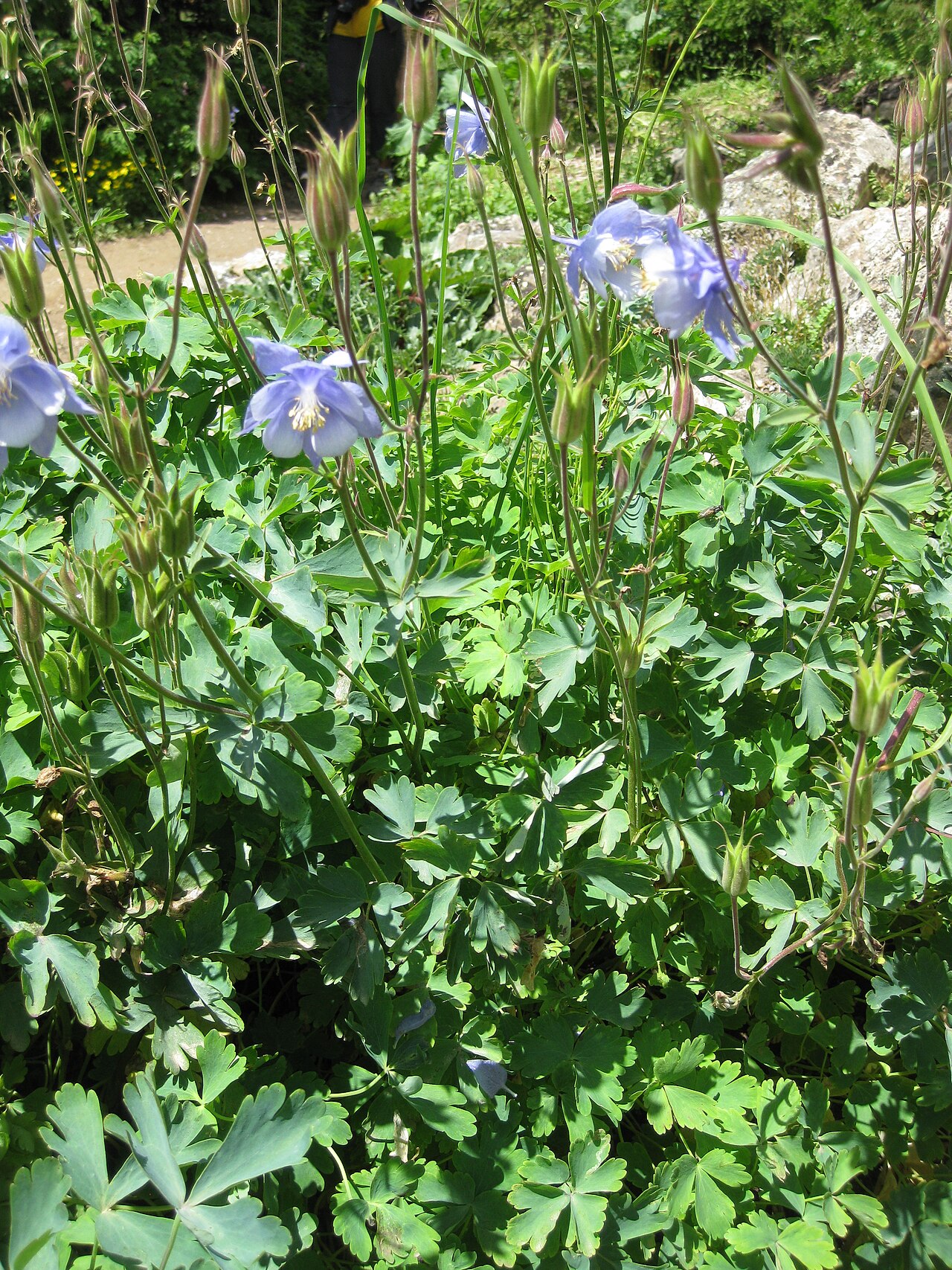 Aquilegia bernardi: Aquilegia bernardii in the Jardin Botanique Alpin du Lautaret