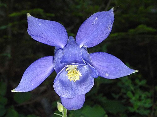 Aquilegia bertolonii: Aquilegia bertolonii Schott fleur flower flora Mont-Ventoux Vaucluse France EU