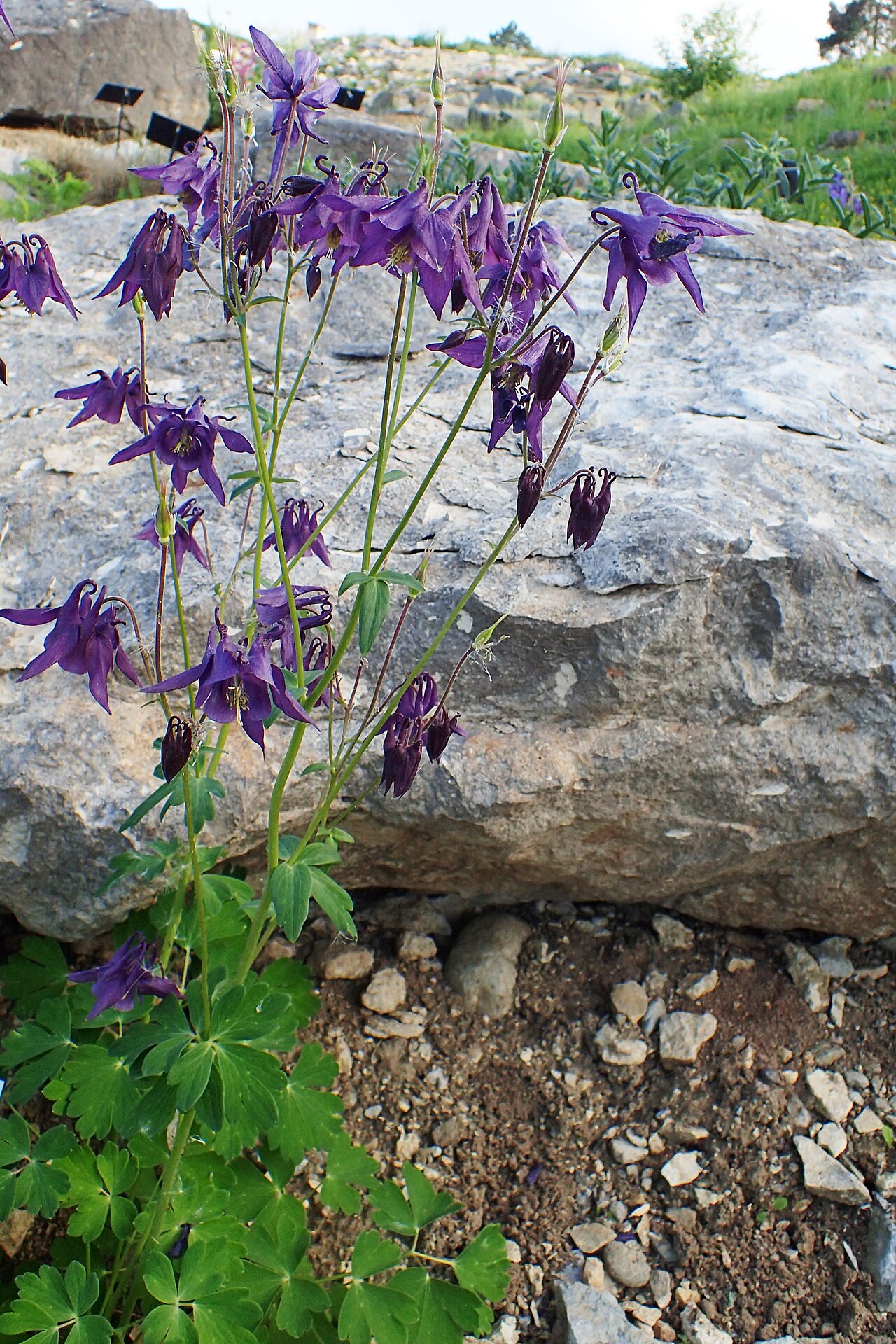 Aquilegia bertolonii: Aquilegia bertolonii in Jibou Botanical Garden